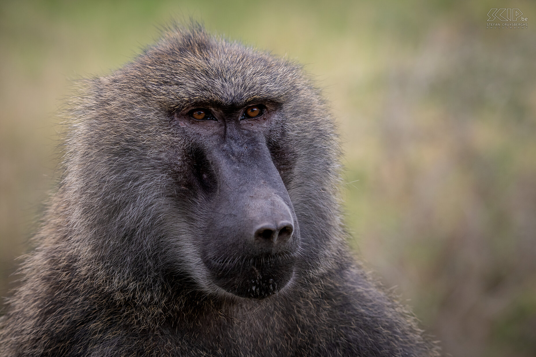 Nakuru NP - Groene baviaan  Stefan Cruysberghs